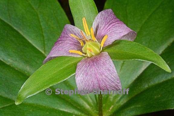 trillium ovatum 8 graphic